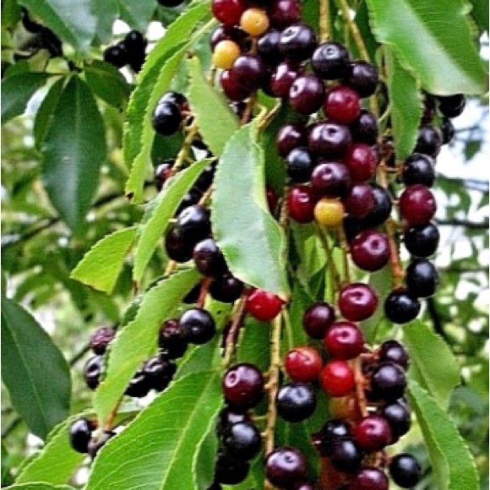 30 organic wild foraged so. wild black cherry seeds. From our 40 acre paradise